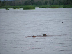 Image of Common Hippopotamus