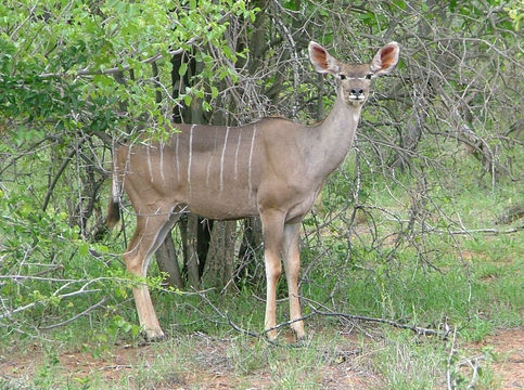 Image of Greater Kudu