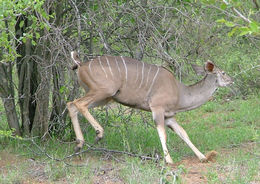 Image of Greater Kudu