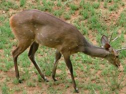 Image of Bushbuck