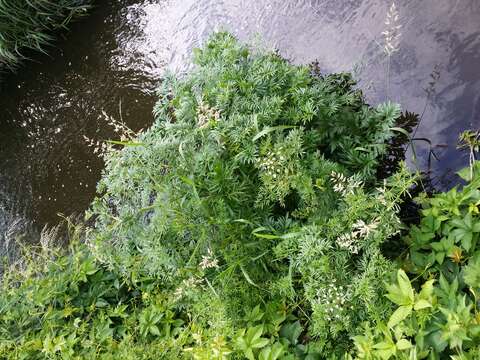 Image of European Waterhemlock