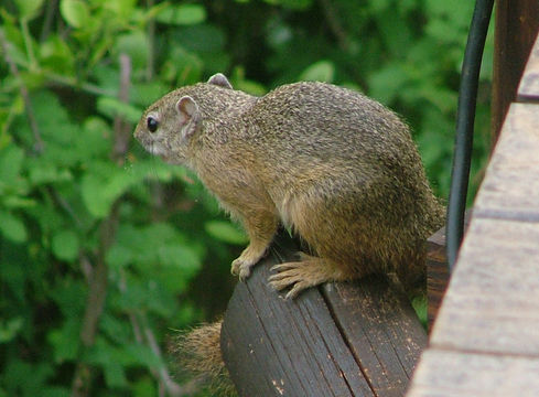 Image of Smith's Bush Squirrel