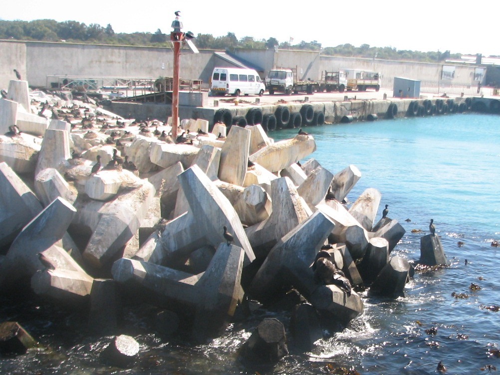 Image of Cape fur seal