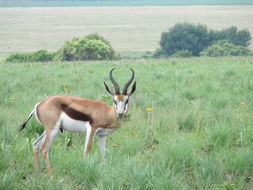 Image of Springbok