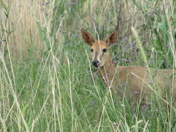 Image of Common Duiker