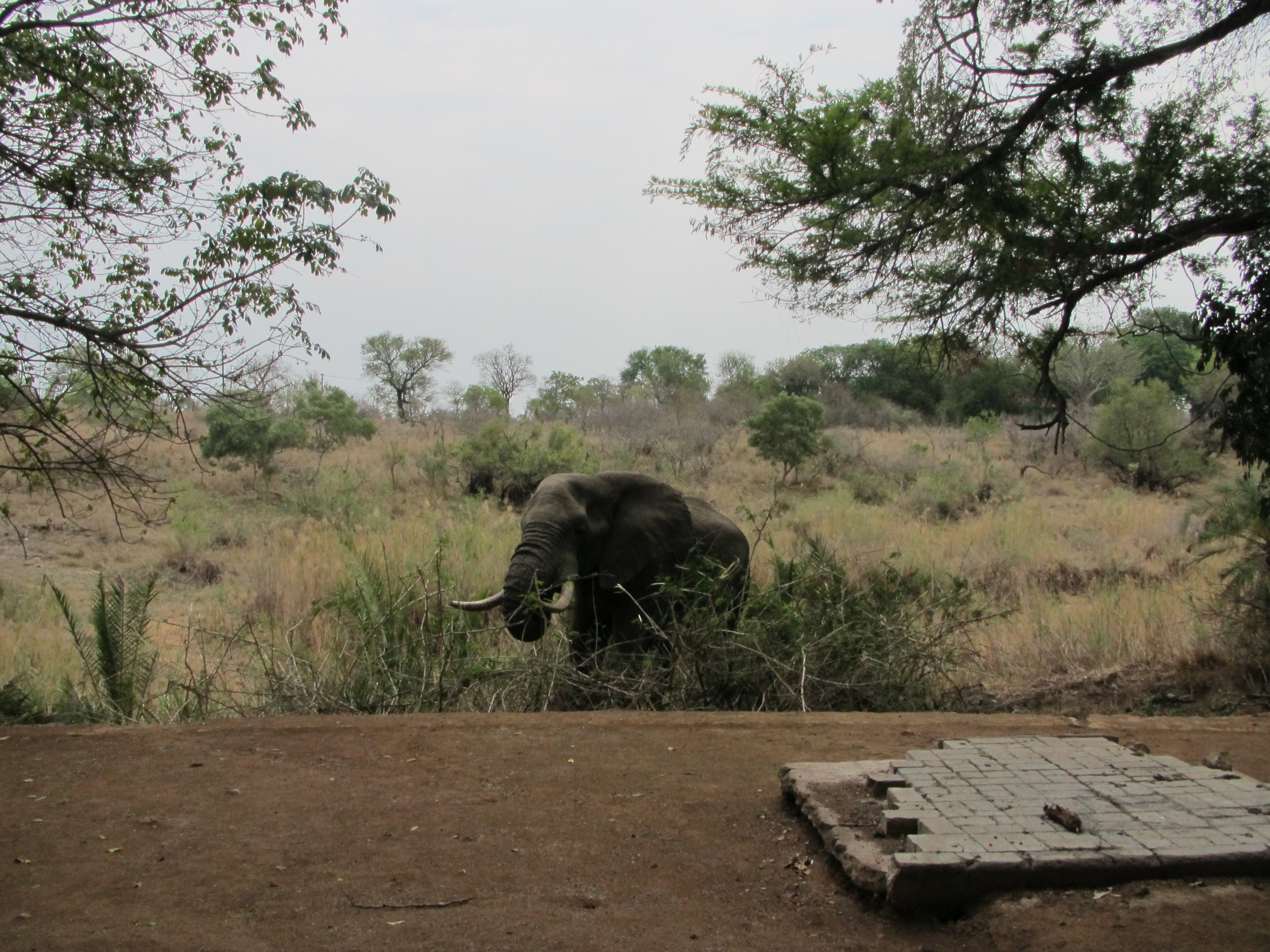 Image of African bush elephant