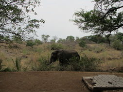 Image of African bush elephant