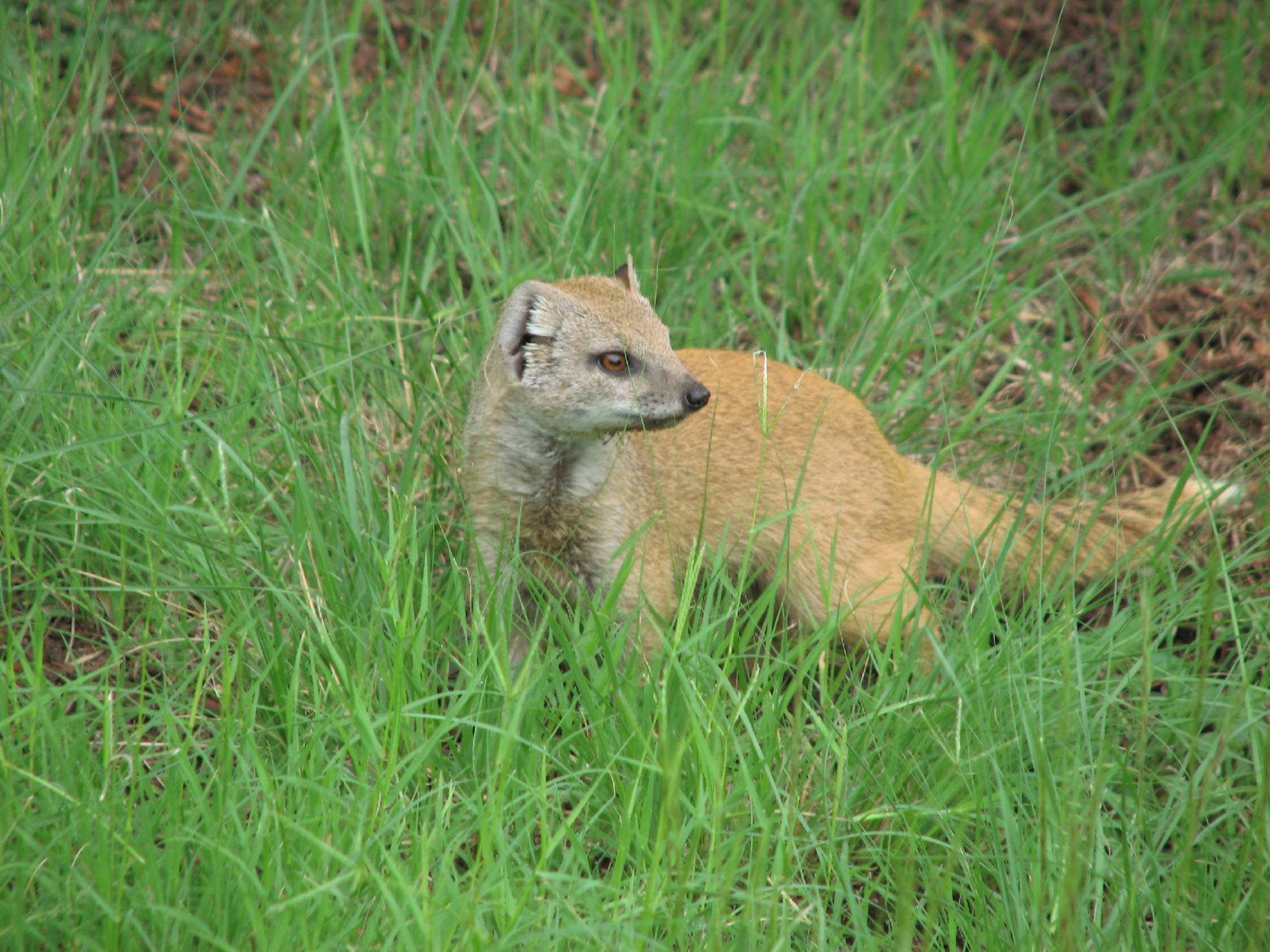 Image of Yellow Mongoose