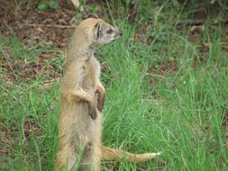 Image of Yellow Mongoose