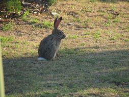 Image of Savannah Hare