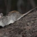 Image of Black-tailed Thallomys