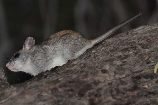 Image of Black-tailed Thallomys