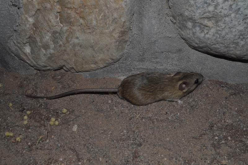 Image of Bushveld Gerbil