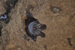 Image of Cape Long-eared Bat