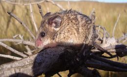 Image of Gray African Climbing Mouse -- Grey Climbing Mouse
