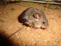 Image of Pygmy Mouse