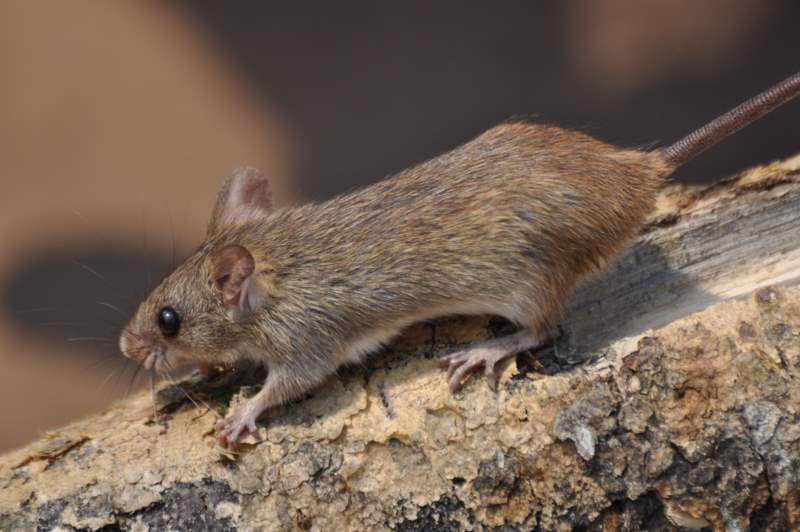 Image of Mozambique Grammomys -- Mozambique Woodland Mouse