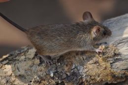 Image of Mozambique Grammomys -- Mozambique Woodland Mouse