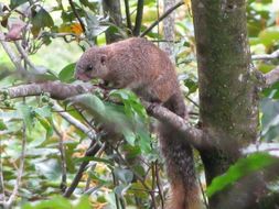 Слика од Heliosciurus mutabilis (Peters 1852)