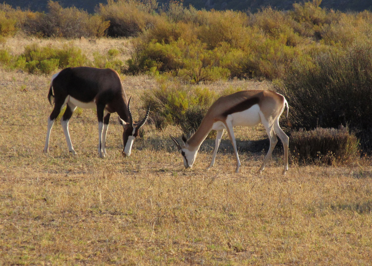 Image of Springbok