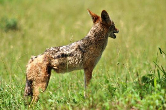 Image of Black-backed Jackal