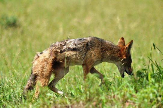 Image of Black-backed Jackal