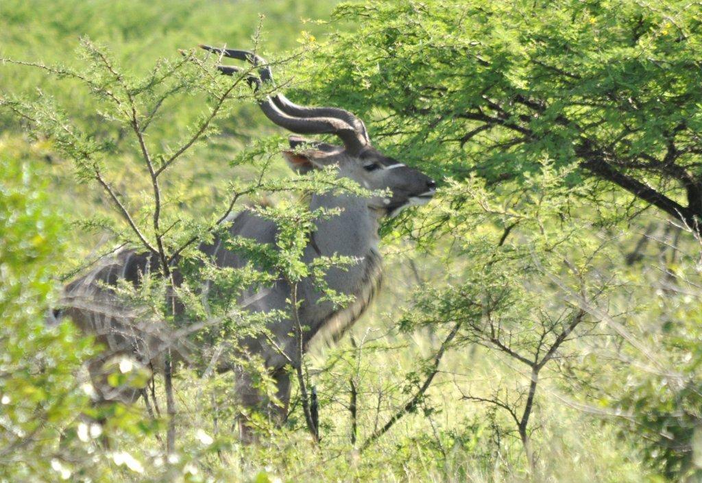 Image of Greater Kudu