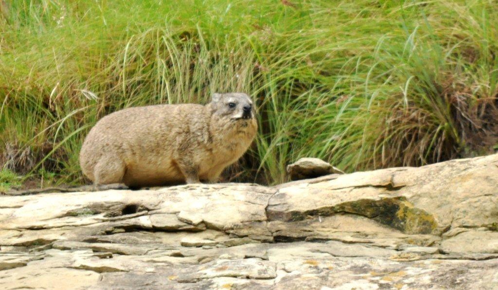 Image of Rock Hyrax