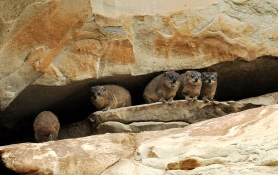 Image of Rock Hyrax