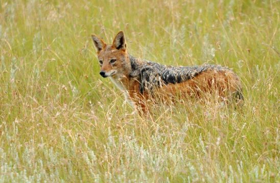 Image of Black-backed Jackal