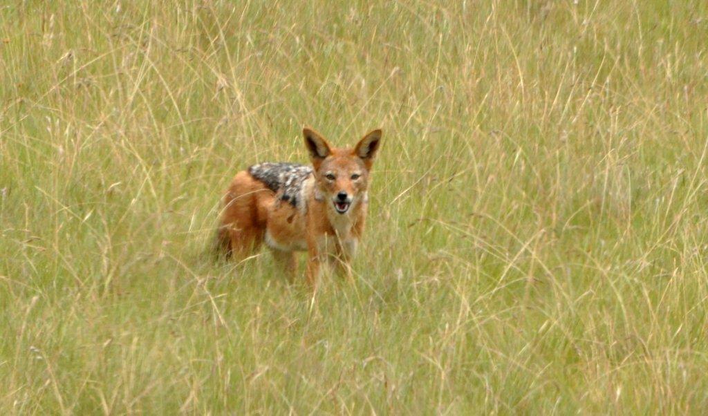 Image de chacal à chabraque