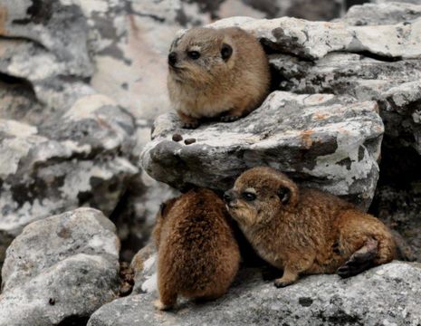 Image of Rock Hyrax