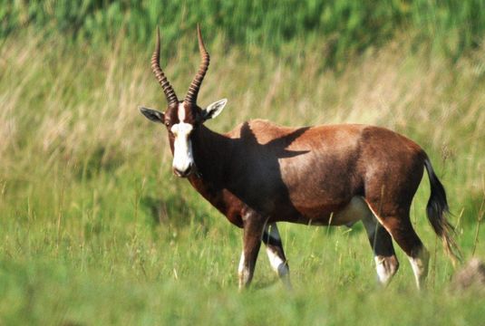 Image of Blesbok