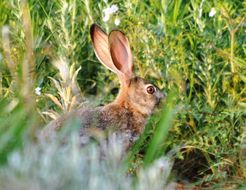 Image of Savannah Hare