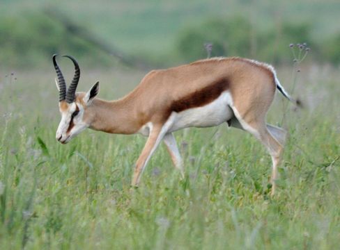 Image of Springbok