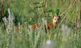 Image of Yellow Mongoose