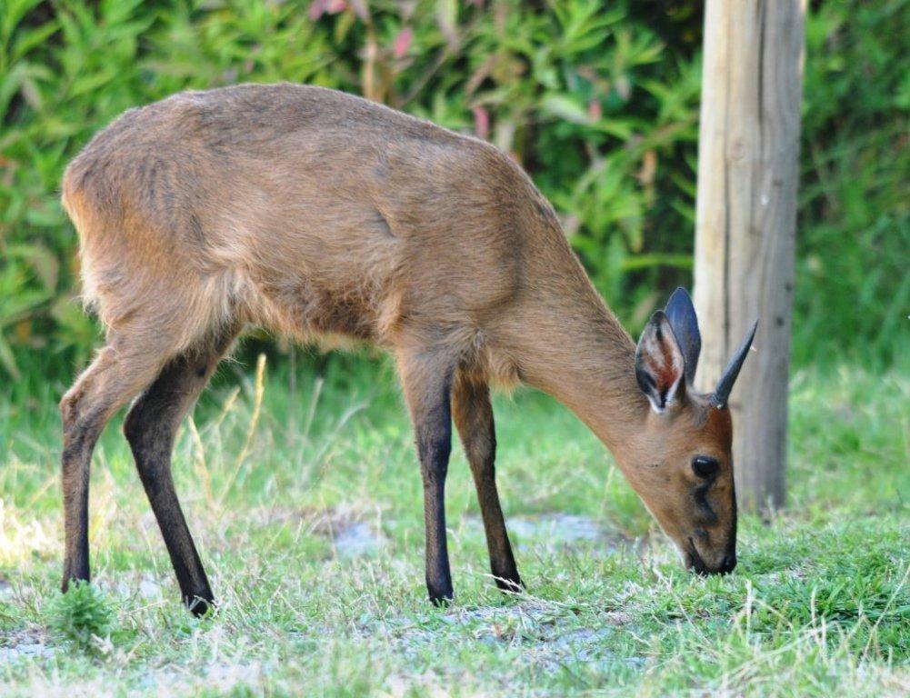 Image of Common Duiker