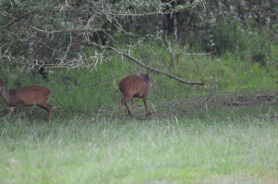 Image of Natal Duiker