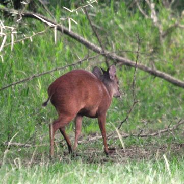 Image of Natal Duiker