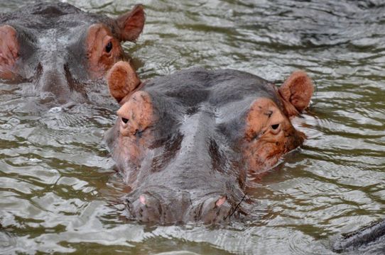 Image of Common Hippopotamus