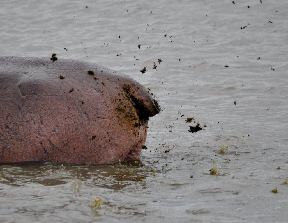 Image of Common Hippopotamus