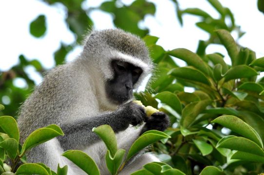 Image of Vervet Monkey