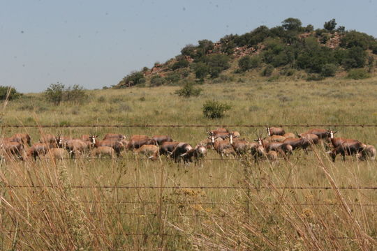 Image of Blesbok