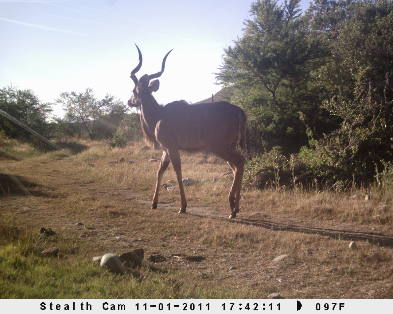 Image of Greater Kudu