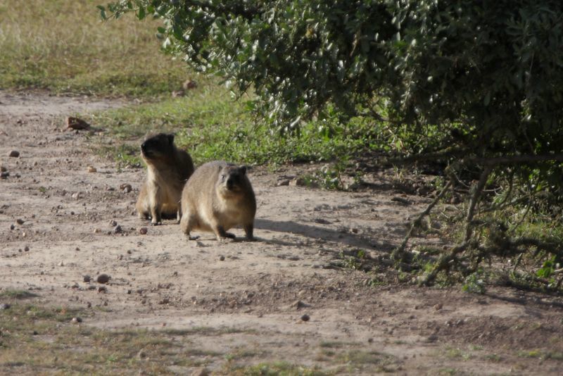 Image of Rock Hyrax