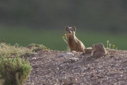 Image of Yellow Mongoose