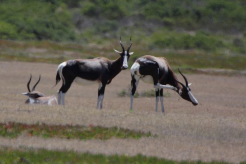 Image of Bontebok