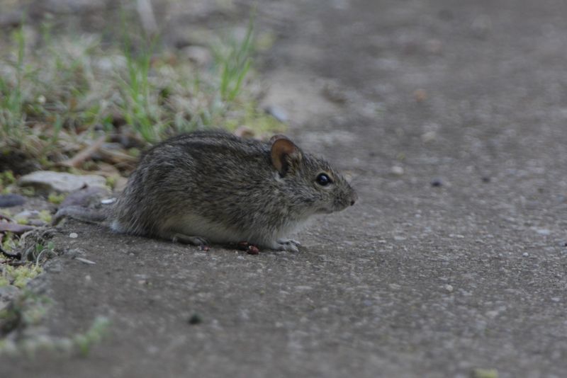 Image of Four-striped Grass Mouse