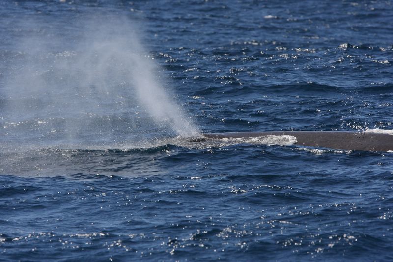 Image of sperm whales