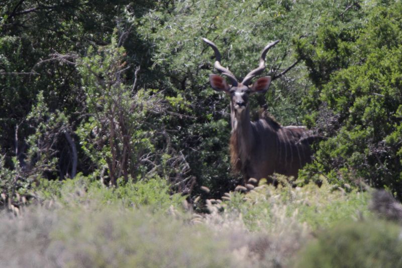 Image of Greater Kudu